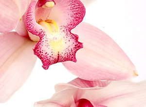Confezione orchidee
