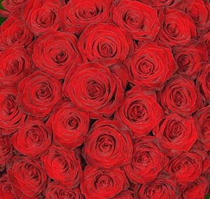Bouquet 480 red roses