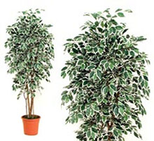 Artificial Plant ficus variegated 150 cm