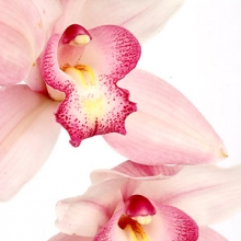 Confezione orchidee
