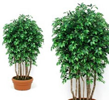 Ficus bosco artificiale verde cm 200