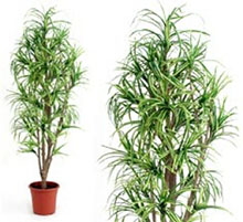 Artificial plant dracena cm 175