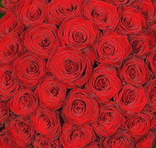 Mazzo 120 rose rosse